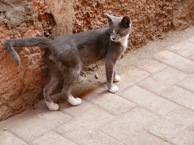 Amitie chat maroc