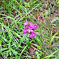 Oeillet des poètes, dianthus barbatus.