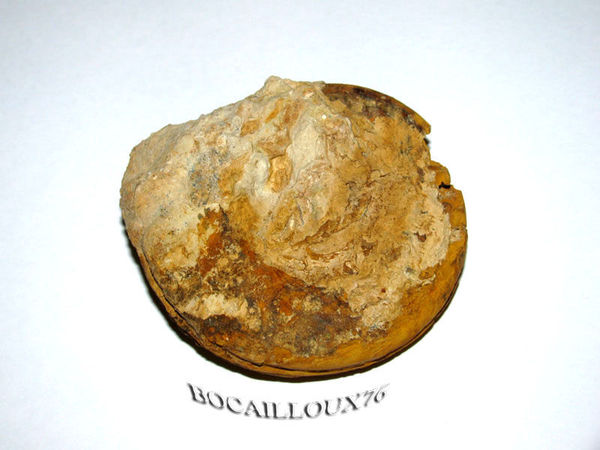 AMMONITE_F34__4_