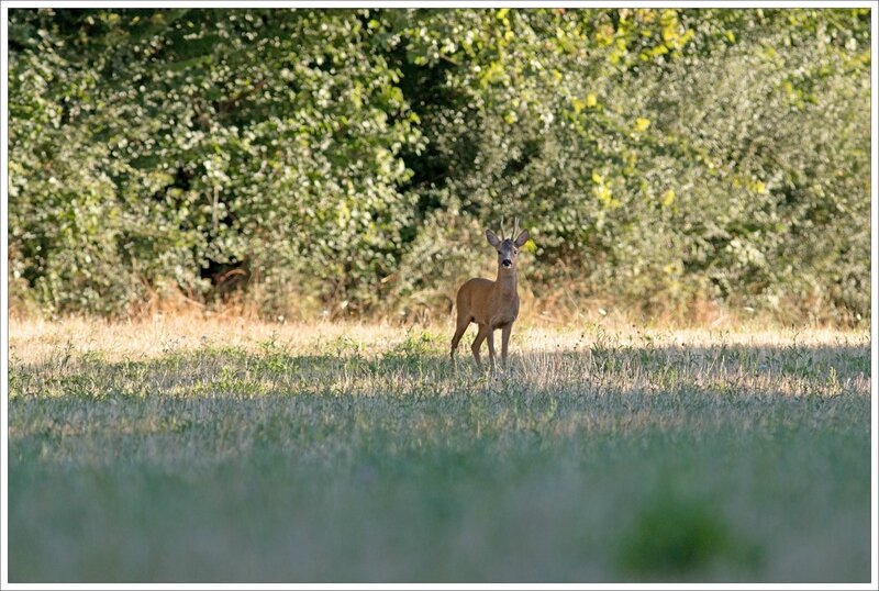 Puits Enfer chevreuil matin 130816 1 arrivée