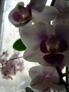DSC07389