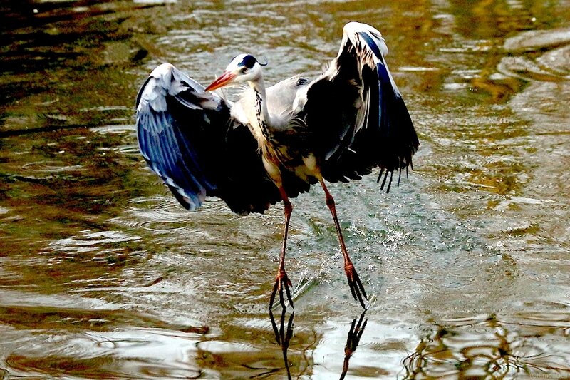 heron04