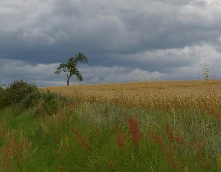 arbre