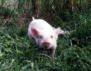 Le Cochon Un Animal Comme Lhomme Le Clown Spirituel