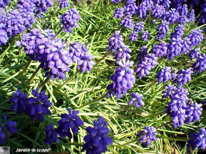 Des tapis de fleurs bleues contrastent avec les narcisses - Le  JardinOscope, toute la flore et la faune de nos parcs et jardins