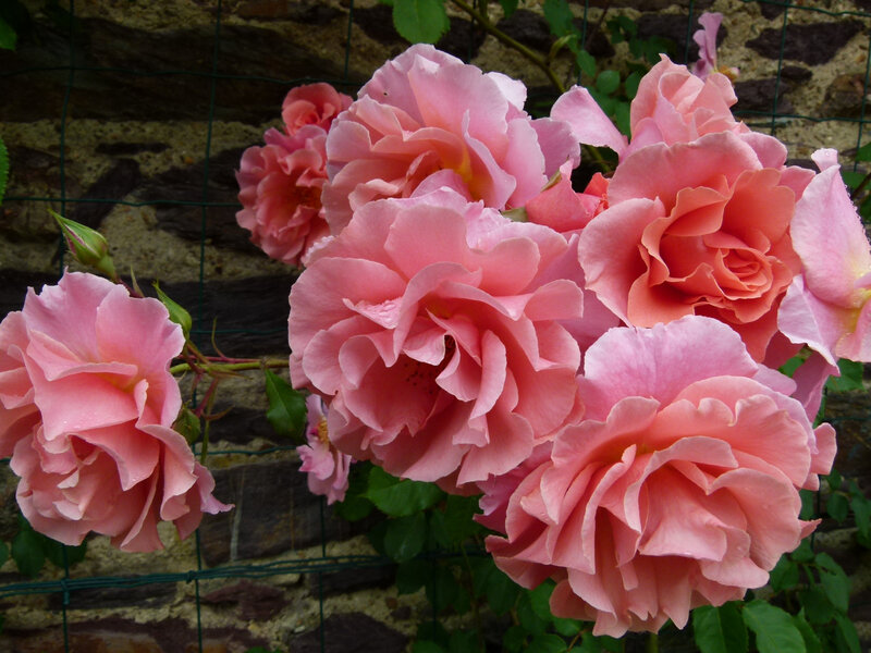 La Rose Alibaba Les Amoureux Des Roses De Romilly